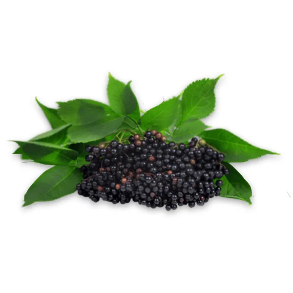 bodzabogyo jpg - WellVital